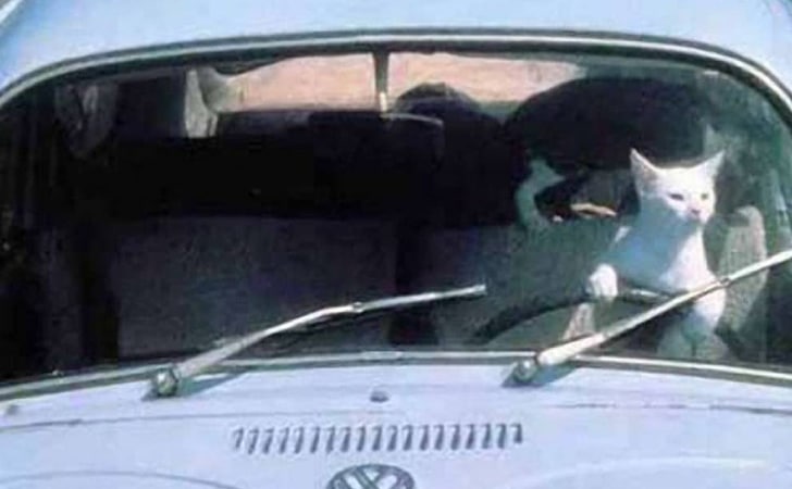 En voiture avec mon chat : comment voyager sereinement et en scurit